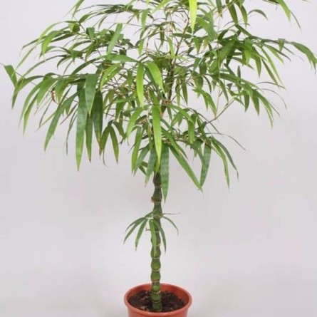 Buddha Bamboo - Bambusa Ventricosa